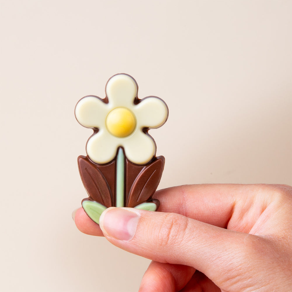 Chocolate daisy Little Flower