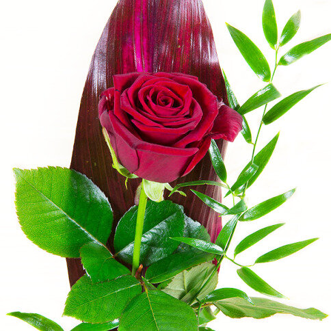 Červená růže pro zamilované na Valentýna