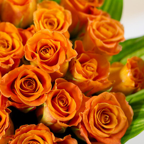 Pomerančové růže v kytici od Chocolissimo