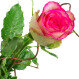 Růže 