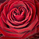 Červená růže a Chocoheart